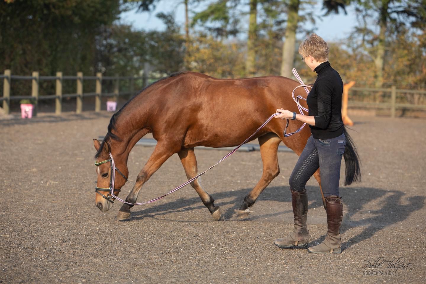 How To Lunge A Horse That Turns In